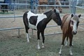 The Rocking Horse Ranch, LLC image 9