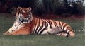 Tiger Safari image 3
