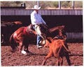 Tim Horn Cutting Horses LLC image 2