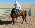 Tim Horn Cutting Horses LLC image 8