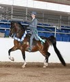 Top Notch Performance Horses image 1