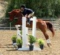 Traditional Equitation School image 5