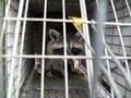TrapPro Nuisance Wildlife Removal image 2