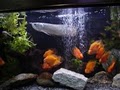 Tropical Fish World Inc image 4