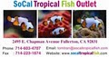 Tropical Fish image 3