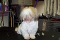 Trudy's Pooch Parlor image 7