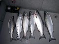 Tyee Charters-Sport Fishing image 2