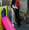 Urban Dog Playcare image 6