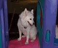 WagVille Dog Care image 6