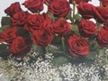 Washington DC Local florist Tropicals/orchids/spring Flowers Sunday  Delivery image 2