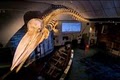 Whaling Museum image 2