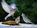 Wild Bird Lovers image 1