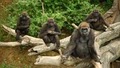 Wildlife Conservation Society - Bronx Zoo image 2