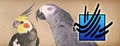 Ziggy's Parrot Place, Inc. image 4