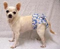 anns small dog clothing image 4