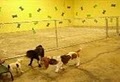 4 The Dogs Doggie Daycare and Boarding image 4