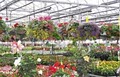 Abele Greenhouse & Garden Center image 2
