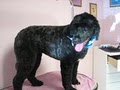 Abracadabra Pet Day Spa image 10
