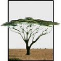 Acacia Tree Software logo