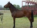 American Classic Thoroughbreds L.L.C. image 1