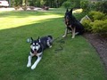 American Dog Training image 2