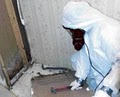 American Specialized Mold Removal & Remediation image 2