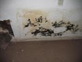 American Specialized Mold Removal & Remediation image 3