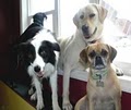 Animalia Dog Daycare and Training image 2