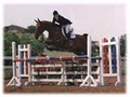 Arabian Star Equestrian Center image 7