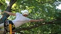 Arborscapes Tree Service image 2