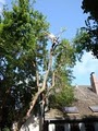Arborscapes Tree Service image 3