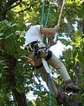 Arborscapes Tree Service image 4