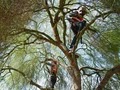 Aspen Tree Service | Tree Service in Austin image 2