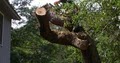 Aspen Tree Service | Tree Service in Austin image 3
