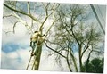 Aspen Tree Service | Tree Service in Austin image 1
