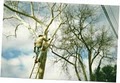 Aspen Tree Service | Tree Service in Austin logo