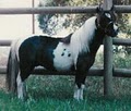 Baer Creek Miniature Horse Farm AND Boarding Stable image 2
