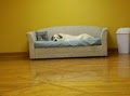 Barkalounge Doggy Daycare image 5