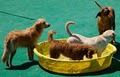 Barkefellers - Dog Boarding image 5