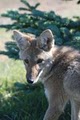 Beartooth Nature Center image 2