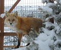 Beartooth Nature Center image 6