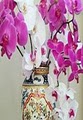 Beautiful Orchids image 4