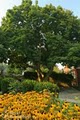 Beechmont Bed & Breakfast Inn image 10
