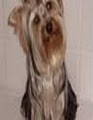 Best Pet Shop & Dog Grooming image 3