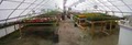 Big Sky Greenhouses image 4