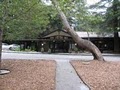 Big Sur Lodge image 8