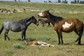 Black Hills Wild Horse Sanctuary / Institute of Range and American Mustang image 6