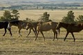 Black Hills Wild Horse Sanctuary / Institute of Range and American Mustang image 7
