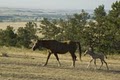 Black Hills Wild Horse Sanctuary / Institute of Range and American Mustang image 8