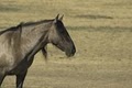 Black Hills Wild Horse Sanctuary / Institute of Range and American Mustang image 9